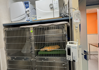 hospitalizacion-clinica-veterinaria-laencinilla